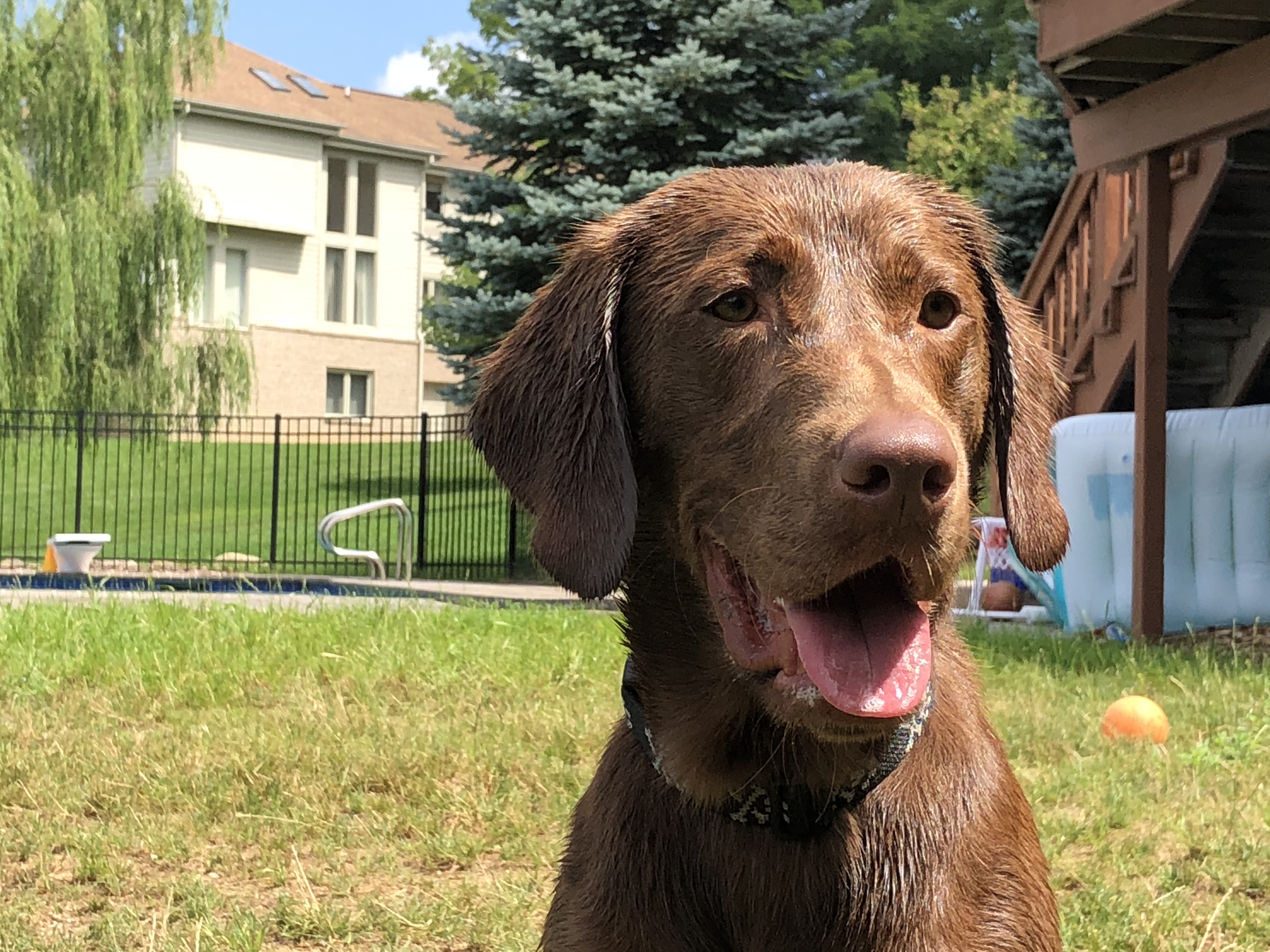 UUJCH PTS TFL Black Powder's Perfect Storm DE TDN RATI RATO | Chocolate Labrador Retriver