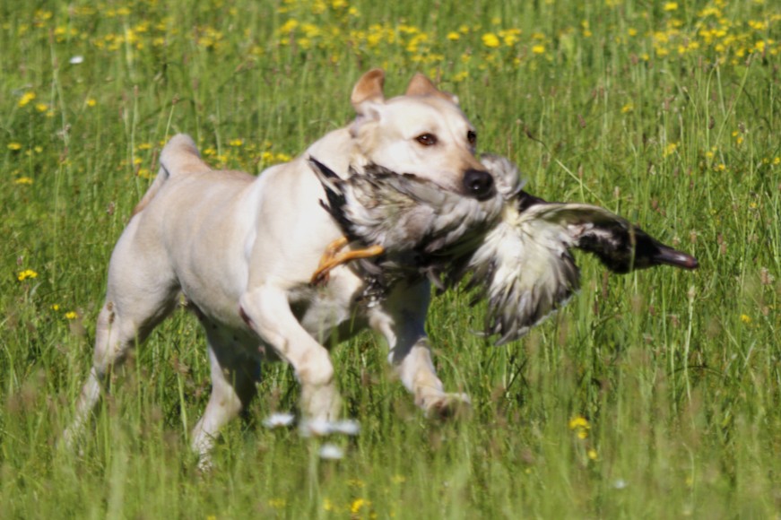 FTCH AFTCH Springwater's Amber Of Crosshare JFTR | Yellow Labrador Retriver