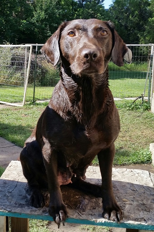 DUCKPUP'S PSR MUDD | Chocolate Labrador Retriver