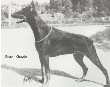 Gravin Grazie (SF 10914/70) | Black Doberman Pinscher