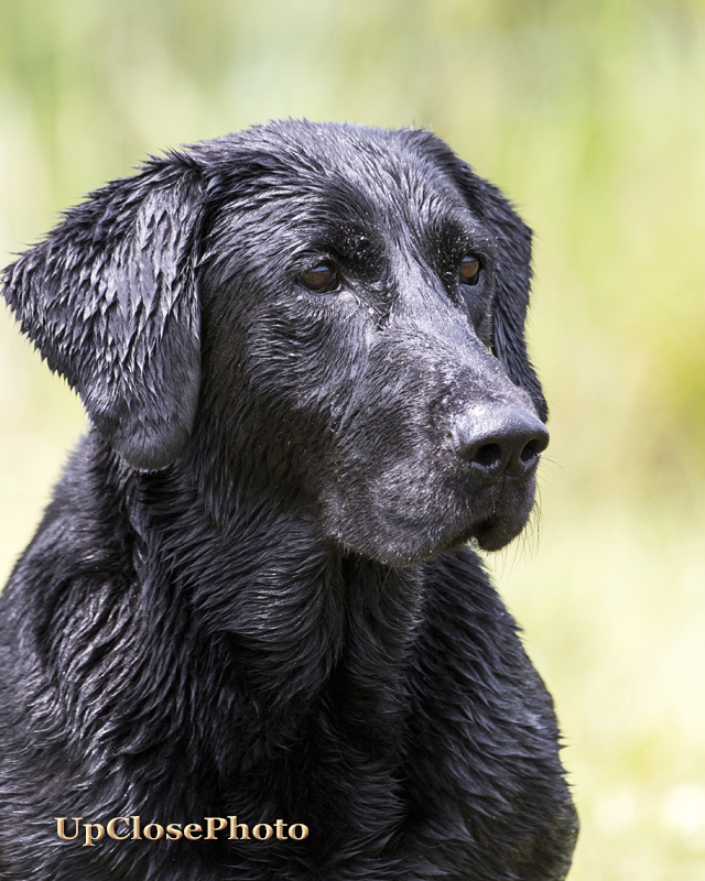 3 X GRHRCH Doc Tee's Fire Down Below MH MNH QAA | Black Labrador Retriver