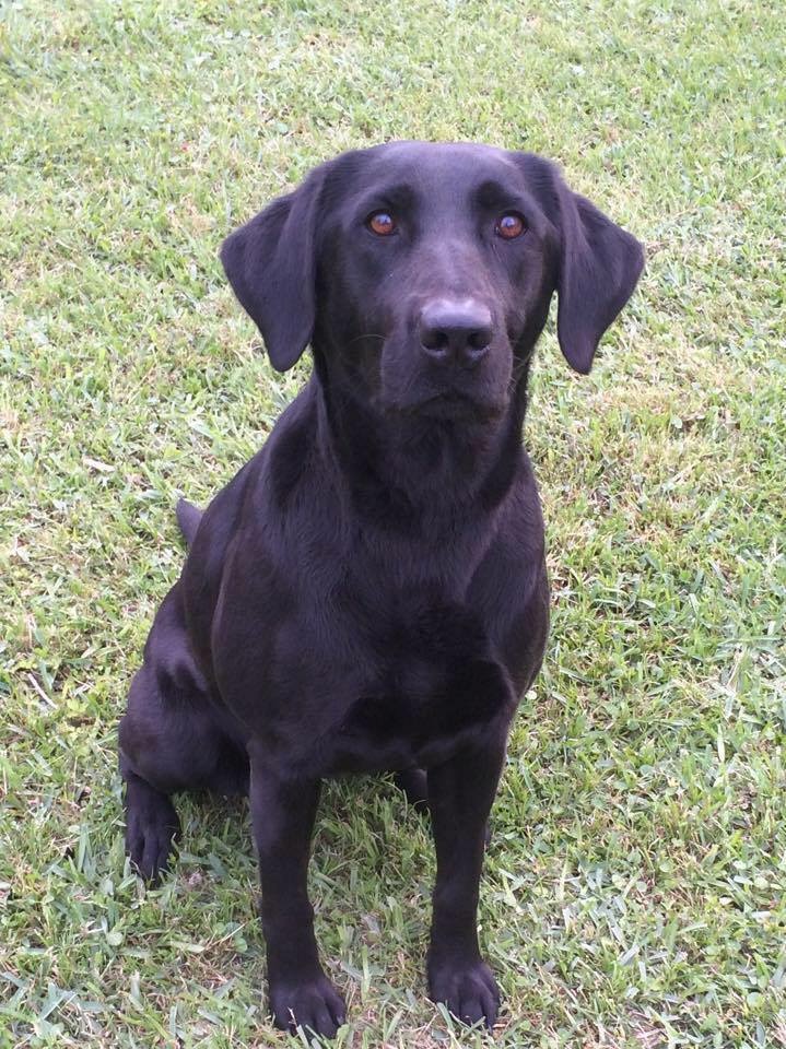 HRCH Cajun Drake's Faith Of A Rebel MH MNH | Black Labrador Retriver