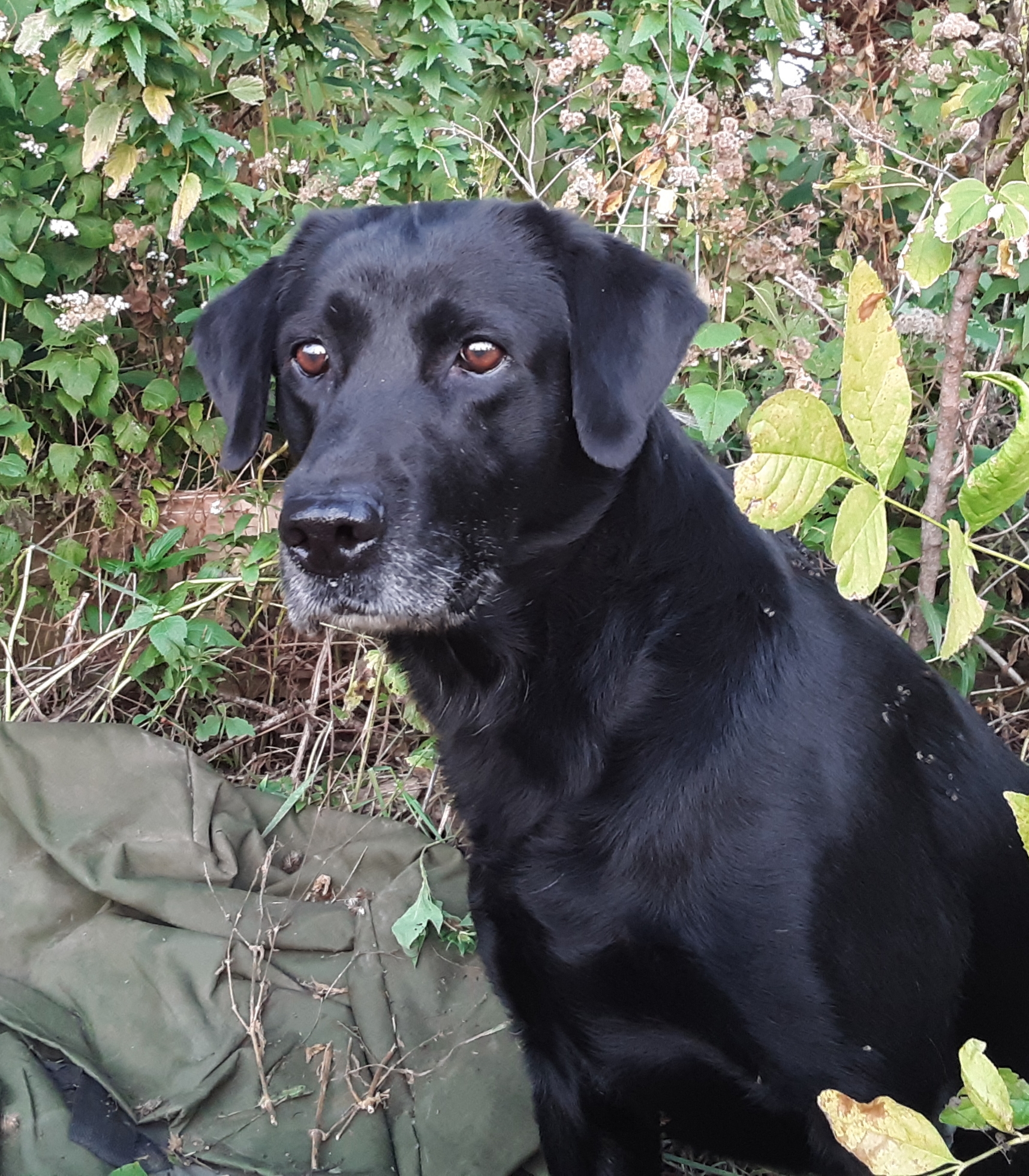 Foundation's One Up The Sleeve | Black Labrador Retriver