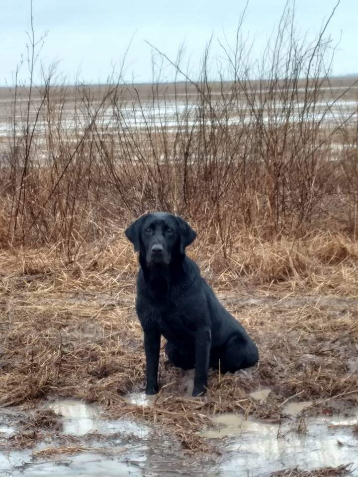 HRCH Aubree's Ace In The Hole | Black Labrador Retriver