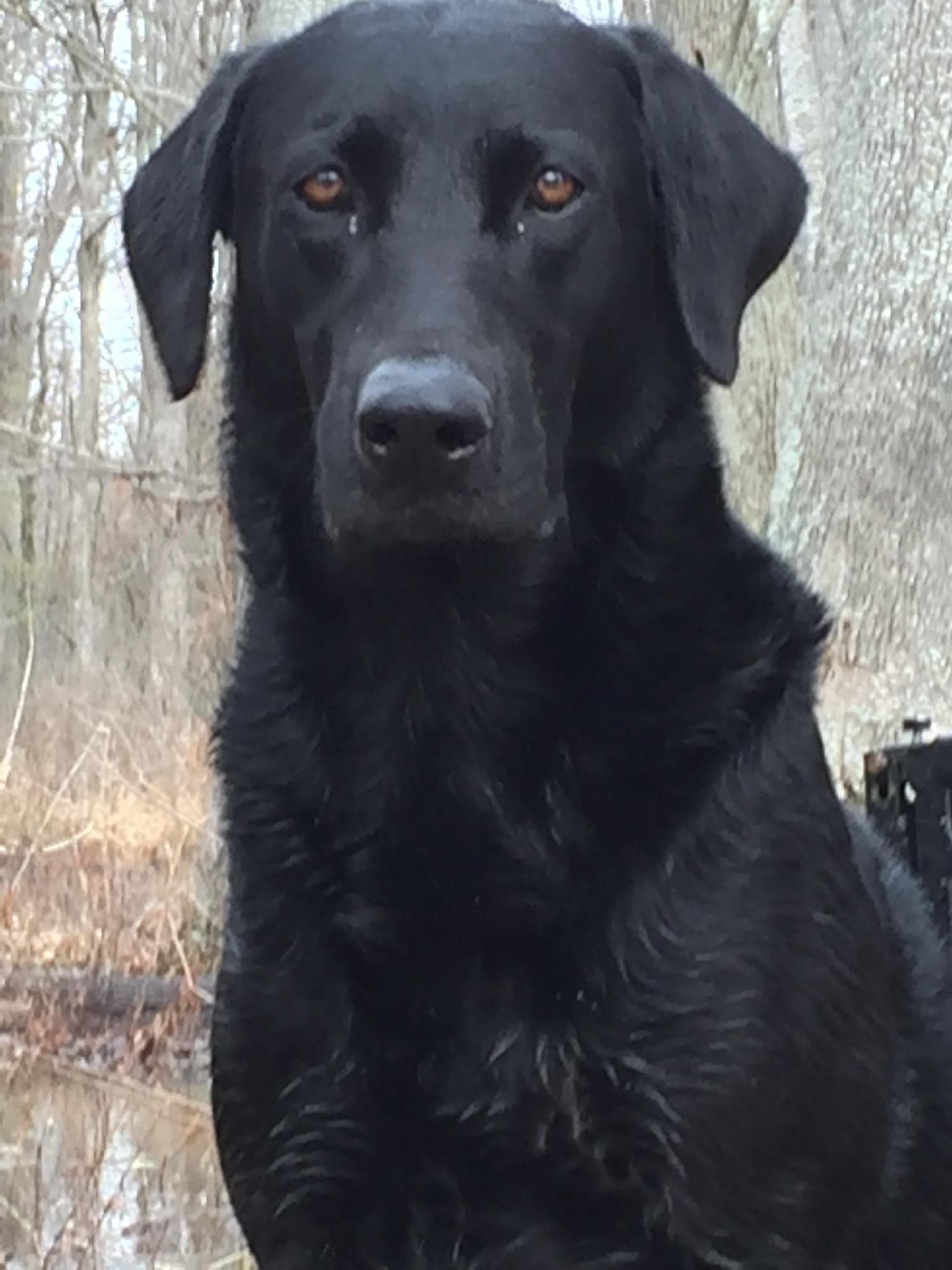 The "Drake" Williamson | Black Labrador Retriver