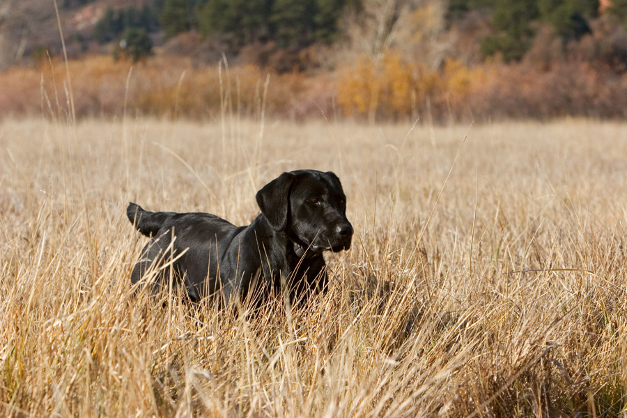 4XGMPR Bearpoint's Mighty Max SH | Black Labrador Retriver