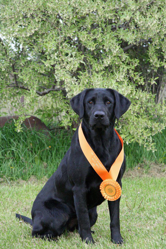 GRHRCH UH Kingseeds Queen of Grace MH | Black Labrador Retriver