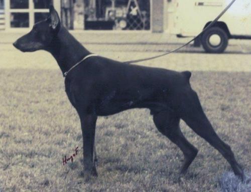 Vincent v. Franckenhorst | Black Doberman Pinscher