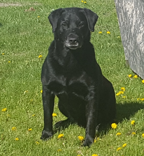 Thundern' Buck's Hardware Man | Black Labrador Retriver