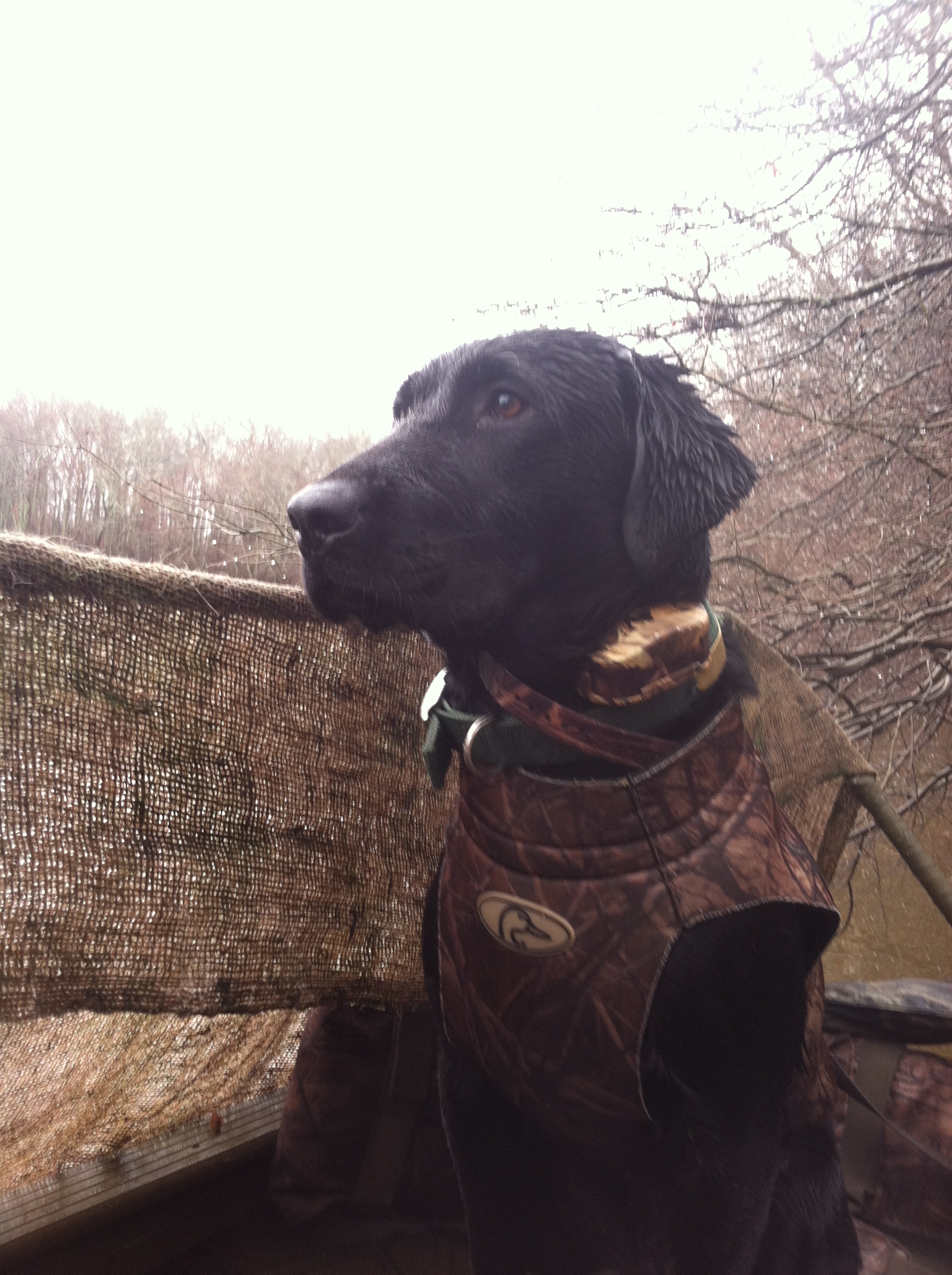 HRCH Abbey Creek's Southern Comfort MH | Black Labrador Retriver