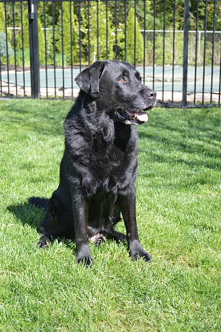 Deep Run Hey Man Nice Shot | Black Labrador Retriver