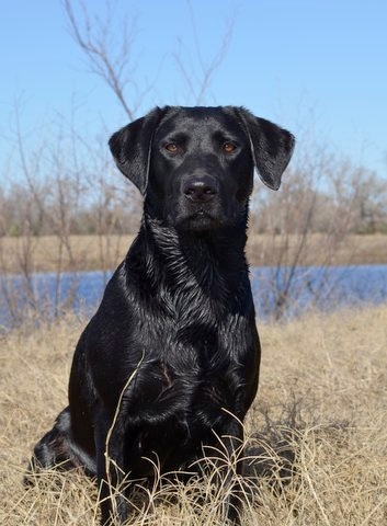 My Rock's Hallelujah to the Lord MH, QA2 | Black Labrador Retriver