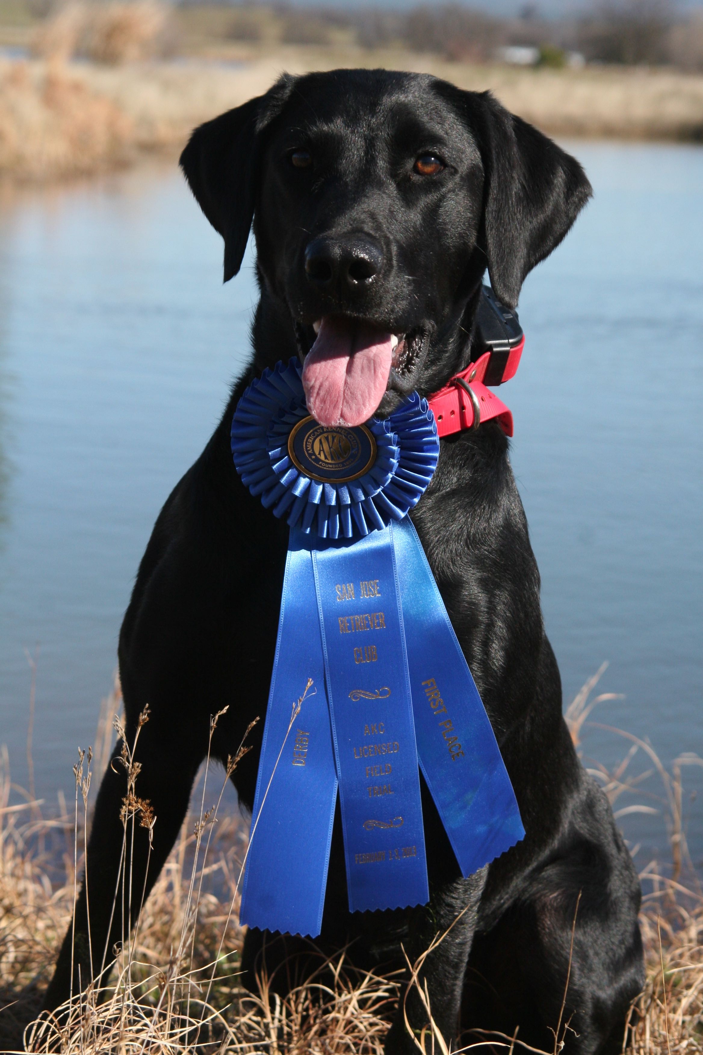 Pepperjack's Dolled Up Mya MH QA2 | Black Labrador Retriver