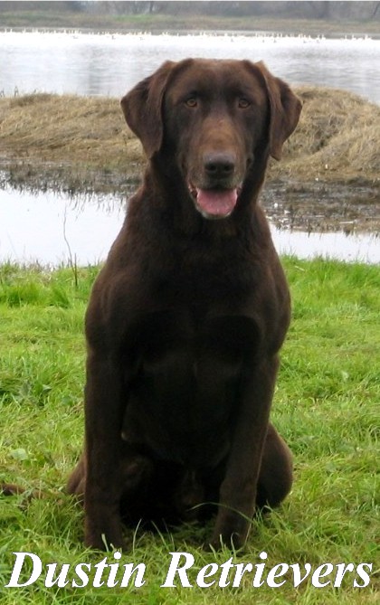 Gator Point's Cash Advance SH | Chocolate Labrador Retriver