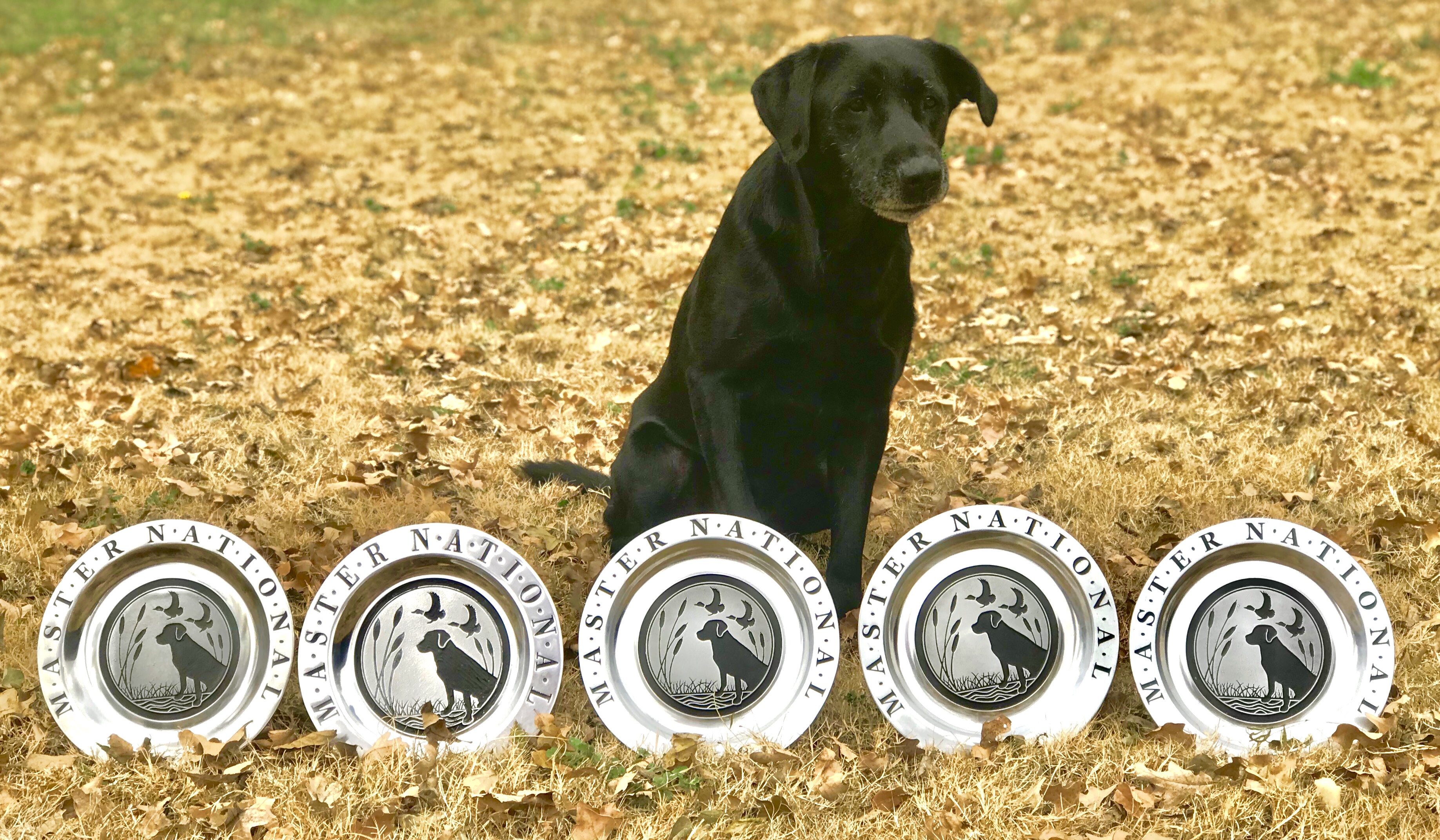 SRSC Black Devil's Ace In The Hole MH MNH7 | Black Labrador Retriver