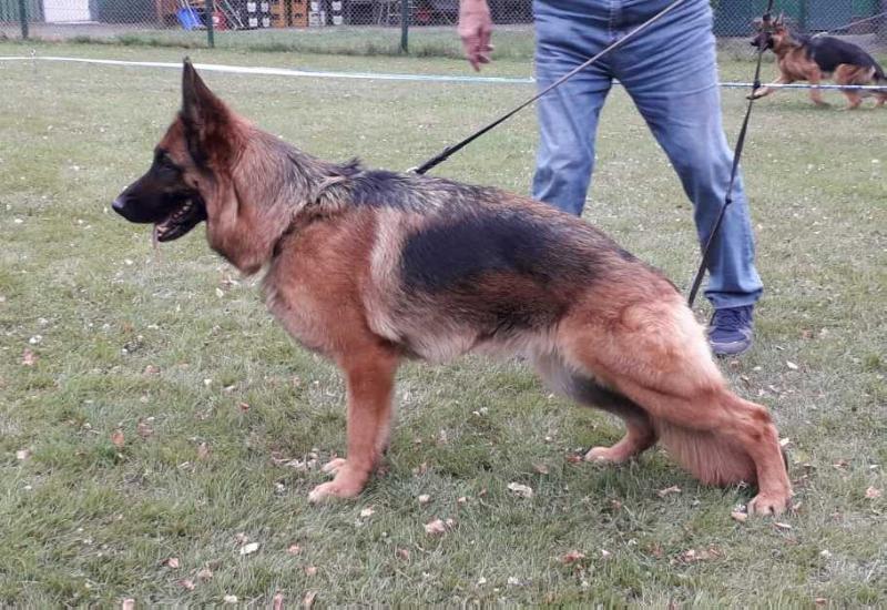 Carly von den Oher Tannen | German Shepherd Dog 