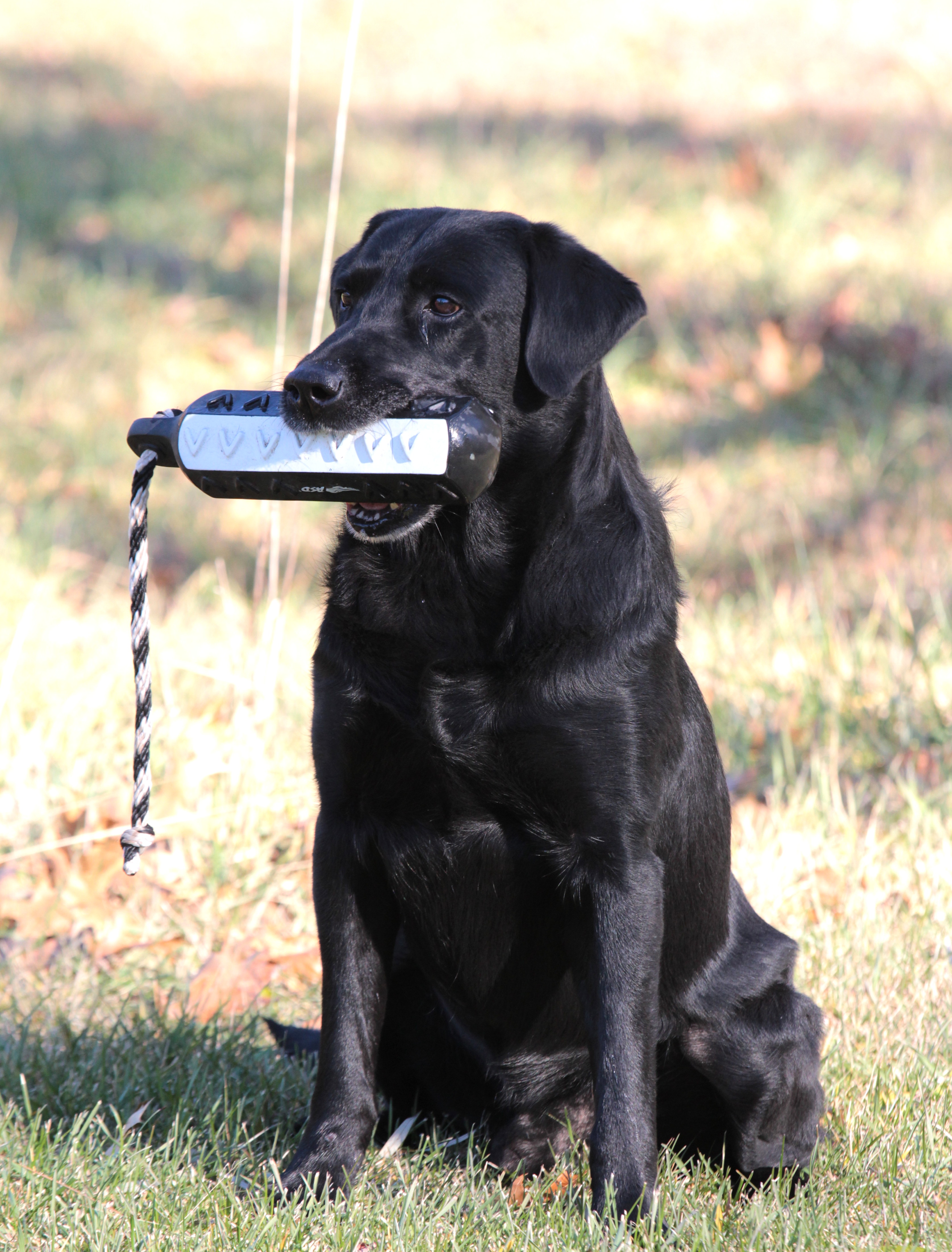 GRHRCH Waterstrikes Im Going To Jackson | Black Labrador Retriver