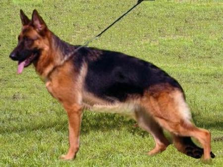 Sandy Von Quellesanderland | German Shepherd Dog 