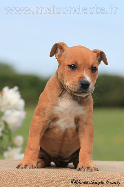 Gaya de la maison d este | American Staffordshire Terrier 