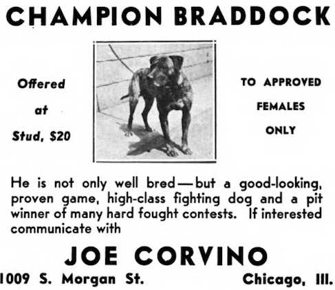 Corvino's Braddock | American Pit Bull Terrier 