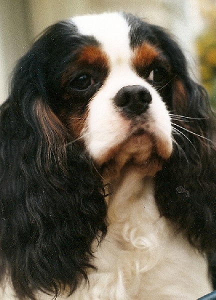 Jeffrey des Marliviers | Cavalier King Charles Spaniel 