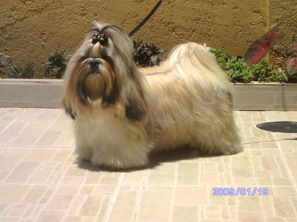 Longfield Khaylla All Dim | Shih Tzu 