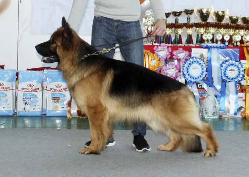 Maksalins Zharkhan | German Shepherd Dog 