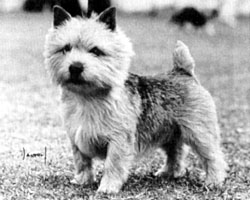 Cobby's Timothy Gyp | Norwich Terrier 