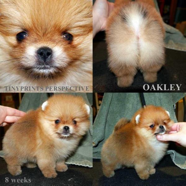 Tinyprints Perspective | Pomeranian 