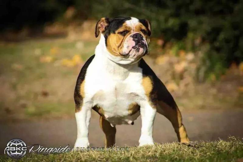 Onyx | Olde English Bulldogge 