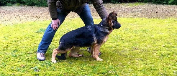 Giovanna vom Haus Schwerzel | German Shepherd Dog 