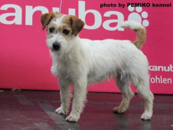 HAPPY HARMONY  Magor | Jack Russell Terrier 