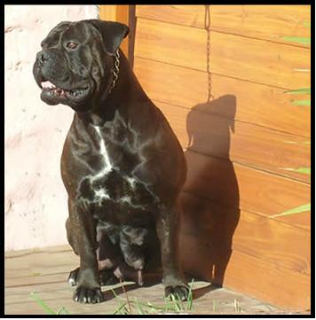 Chac tu chac alma stone | Bullmastiff 