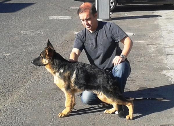 Quito de la Rada | German Shepherd Dog 