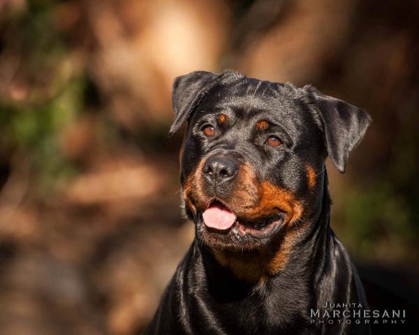 VonStrath Bree | Rottweiler 