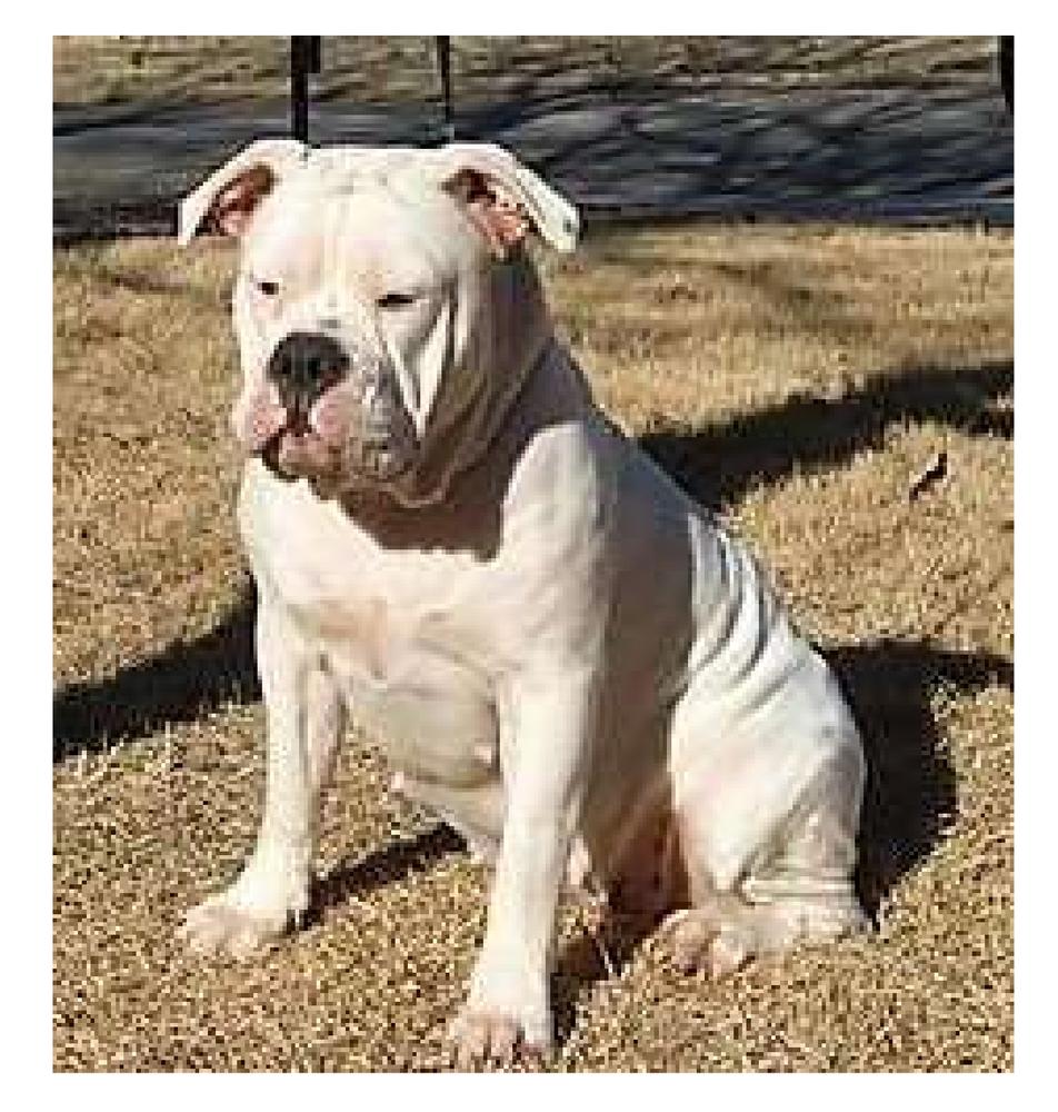 Dragonslayer's Tsukimi | Olde English Bulldogge 