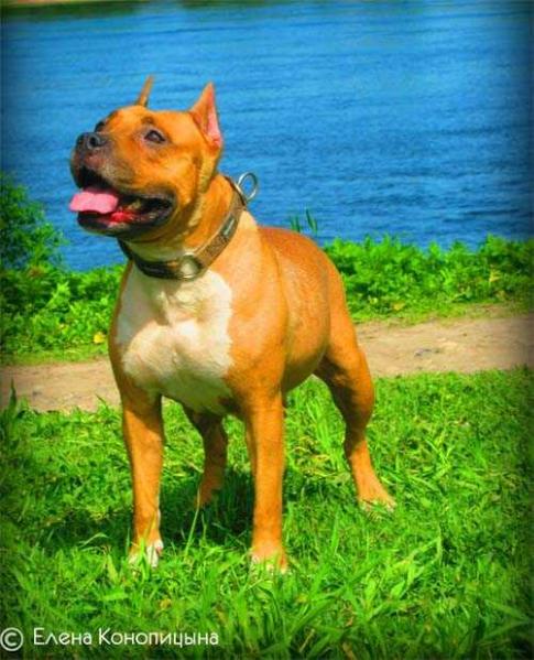 Severnaya Zhemchuzhina Zlata | American Staffordshire Terrier 