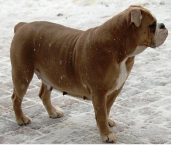 Joyful Acres Bella Rose | Olde English Bulldogge 