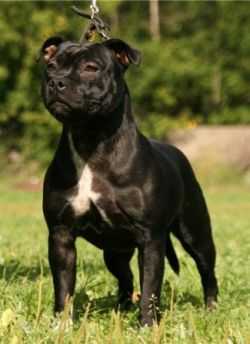 Dzhey Ti Iron Lady Margaret | Staffordshire Bull Terrier 