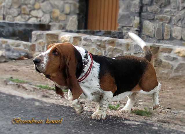 Cherry Lyrics For Breenbrass | Basset Hound 