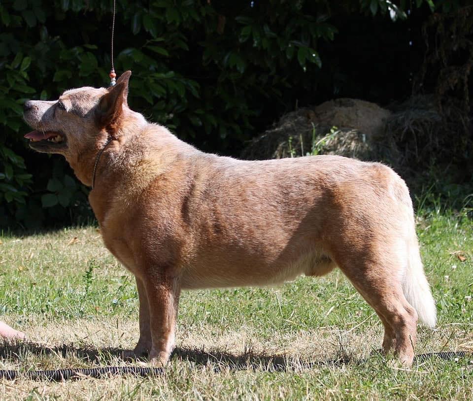 4 Legged Lethal Weapon | Australian Cattle Dog 