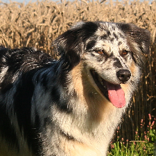 Enjoy Lovely Star Cate | Australian Shepherd 