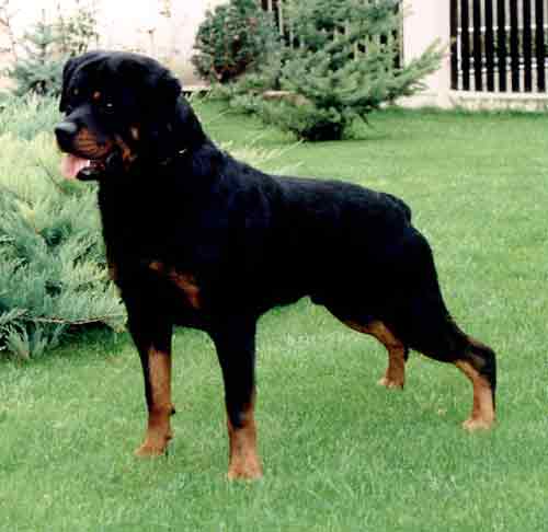 Bruno od dragicevica yu | Rottweiler 