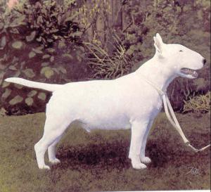 BADLESMERE BONAPARTE OF SOUPERLATIVE | Bull Terrier 