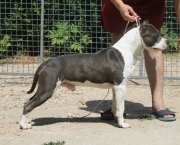Premium Selection Mita Long Step | American Staffordshire Terrier 