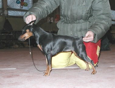 Slavjanka ??ginja | Miniature Pinscher 