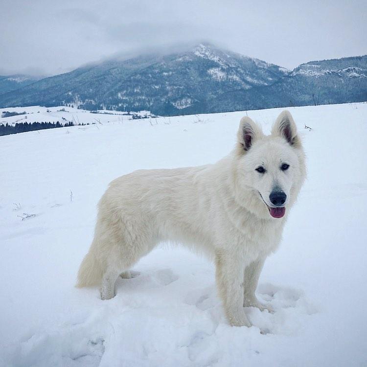 Kohinoor Whiteline Czech | White Swiss Shepherd Dog 