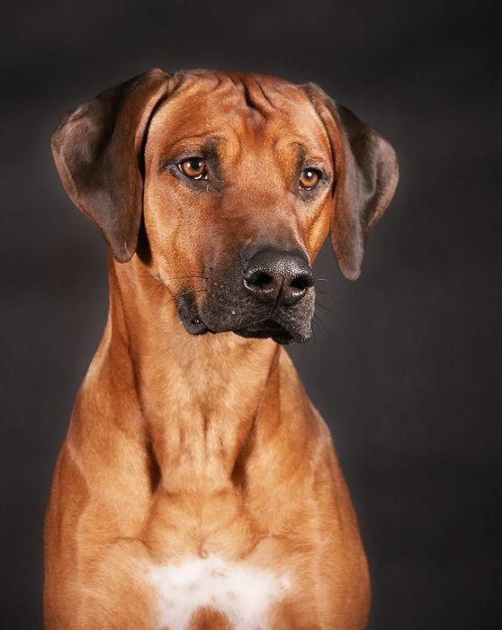 Ridge's Star Al Pachino | Rhodesian Ridgeback 