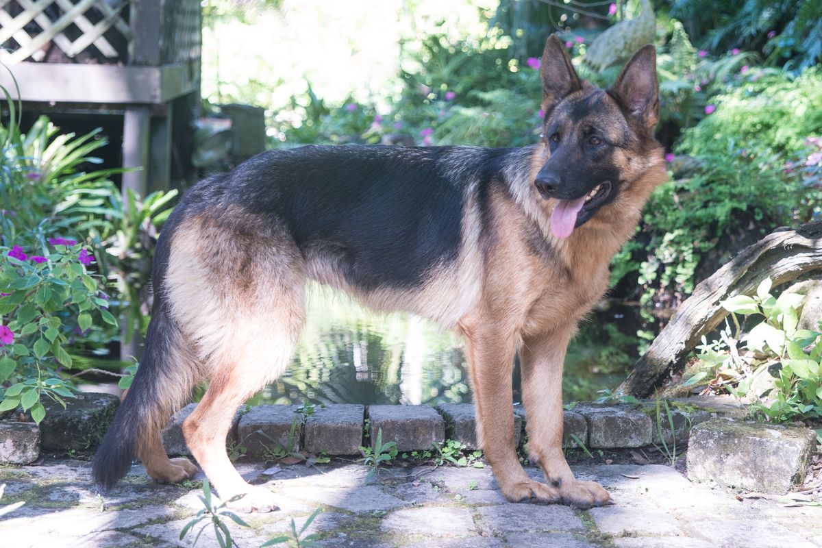 Lola Vom Regal Haus | German Shepherd Dog 