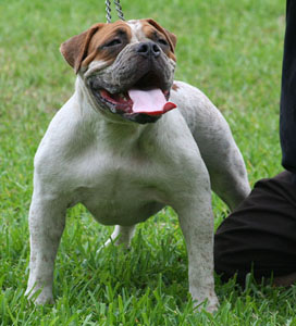 Mills' Miracle | Olde English Bulldogge 